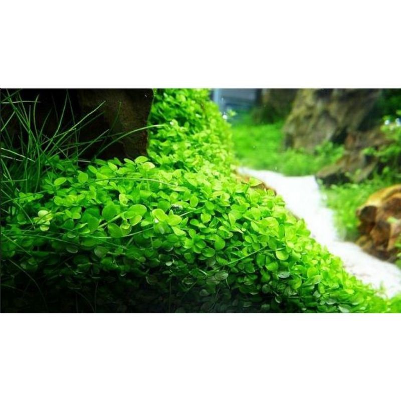 Tanaman aquascape monte carlo