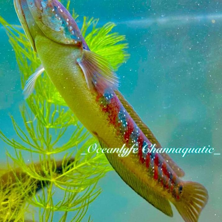 Sudah READY.. Asiatica Red Stripe Premium