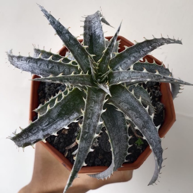 Dyckia marmer-lapostelle x Brittle star 'dyckia kelly'