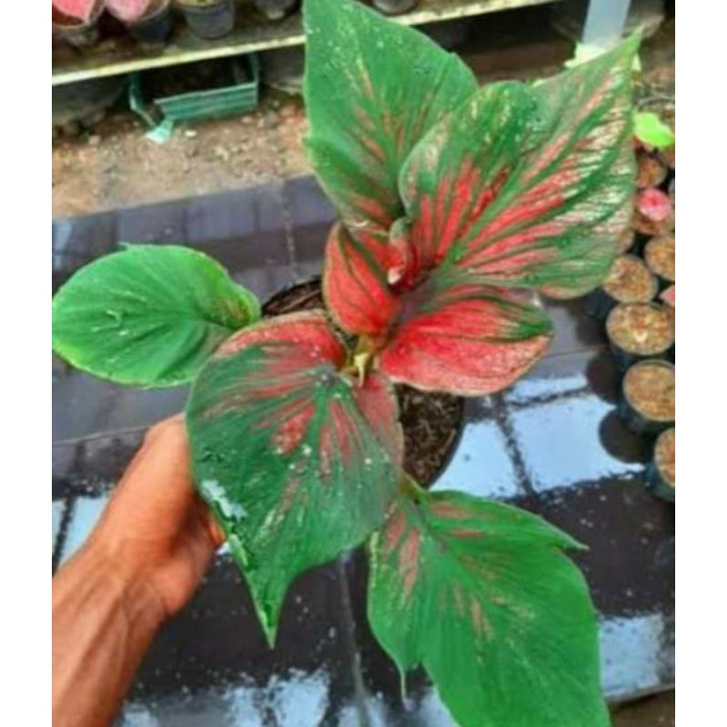 Caladium Super Red Ceria bibit