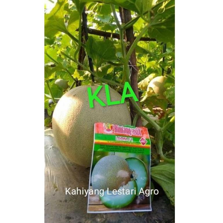 

[ART. 955032] HOT LARIS MELON DAGING PUTIH !! LEONI F1