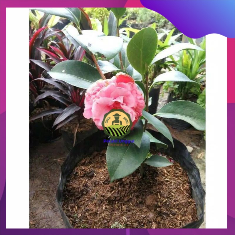 Paket bibit (camel ungu)