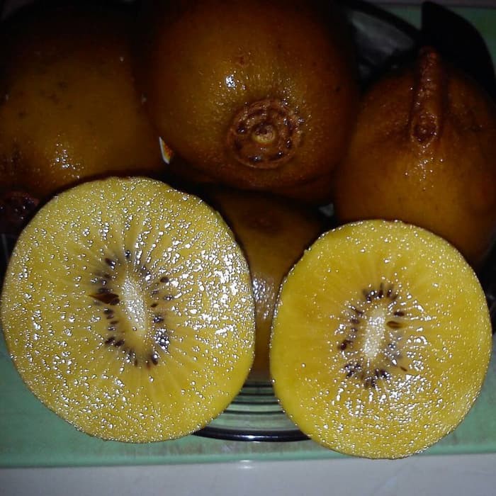 Bibit Tanaman Buah Kiwi Golden Gold Kiwifruit