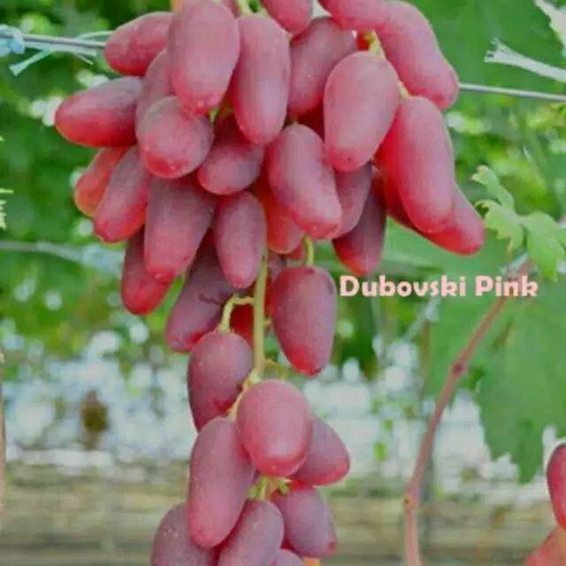 Bibit anggur impoert jenis duboski pink