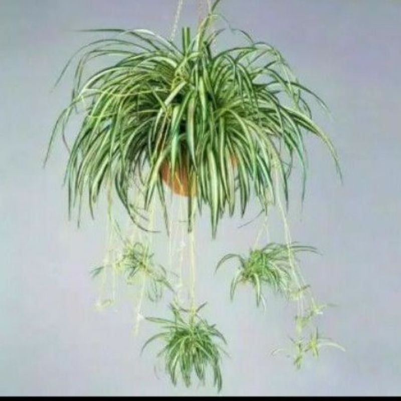 Tanaman Spider Plant - Tanaman Gantung Spider Plant