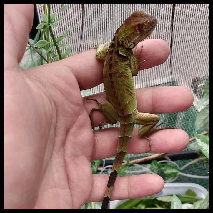 Bearded Dragon Indonesia Harga
