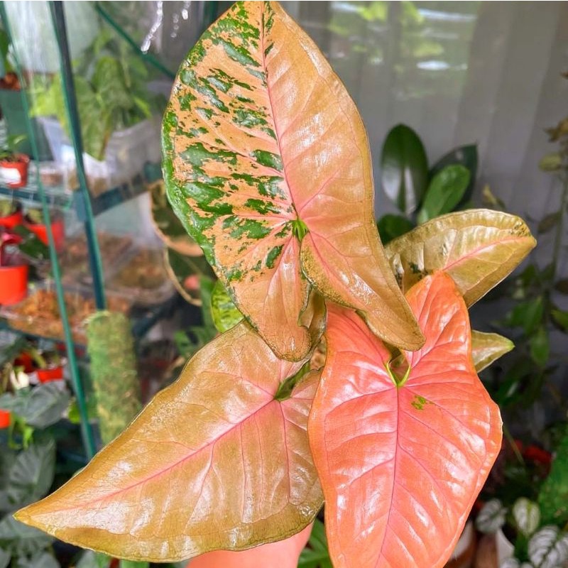 Syngonium Pink Flecked/ syngonium / singonium / syngonium pink / singonium pink / singonium pink spl