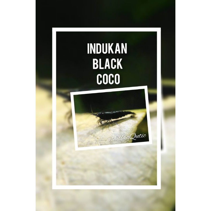 udang hias aquascape indukan black coco