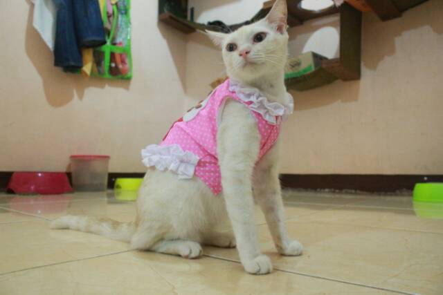 Baju cupcake polkadot baby pink lucu untuk kucing dan anjing size S M L XL