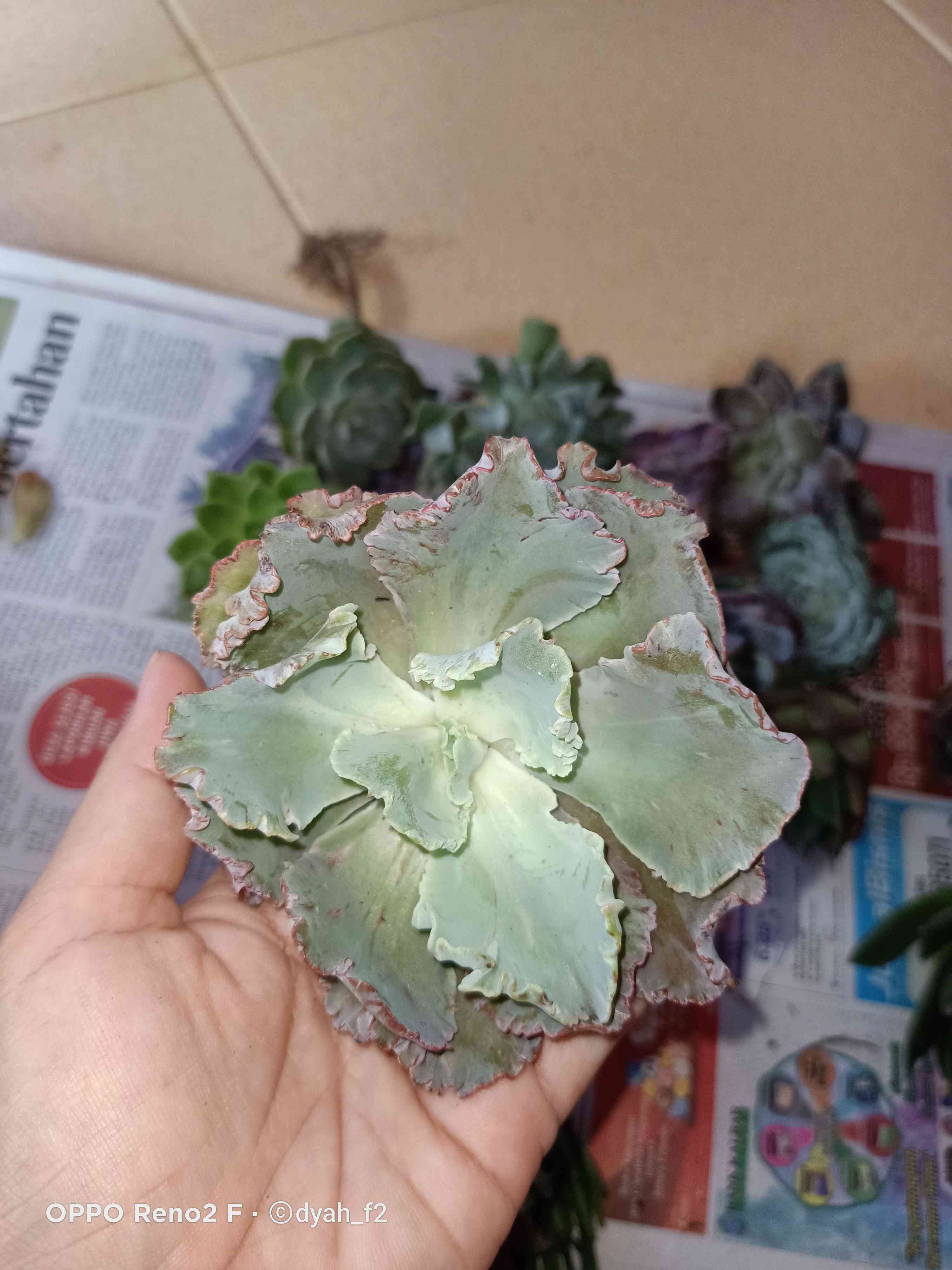 Sukulen Murah Dan Hemat Dengan Berbagai Macam Variant Sudah Termasuk Pot 10cm