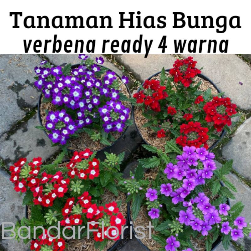 Tanaman Hias Bunga Verbena ready 4 variasi warna - Bunga Verbena -Verbena