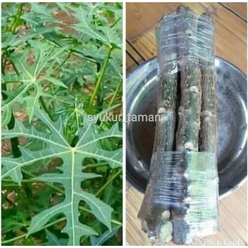 pohon pepaya jepang/bibit stek pepaya jepang