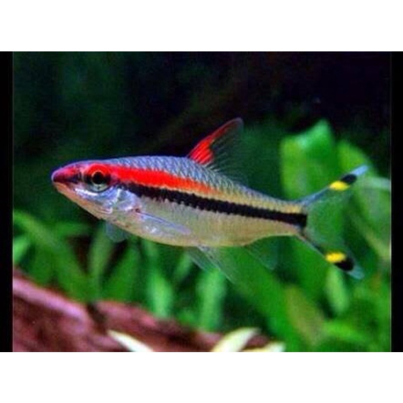 Ikan Hias Puntius Denisoni 5 CM