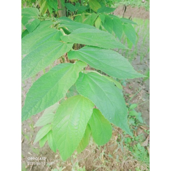 

daun kersen segar 1ka