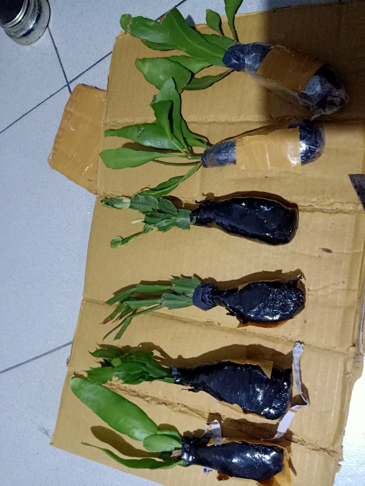 Bibit Bunga Wijaya Kusuma Merah Muda - Bunga Besar