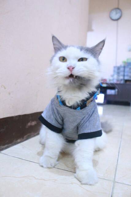 Kaos hoodie variasi kotak-kotak biru lucu untuk kucing dan anjing size S M L XL