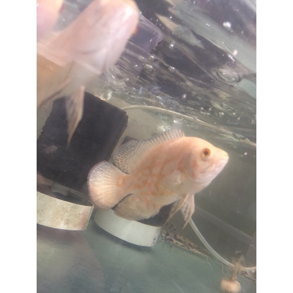 ikan Oscar albino gede