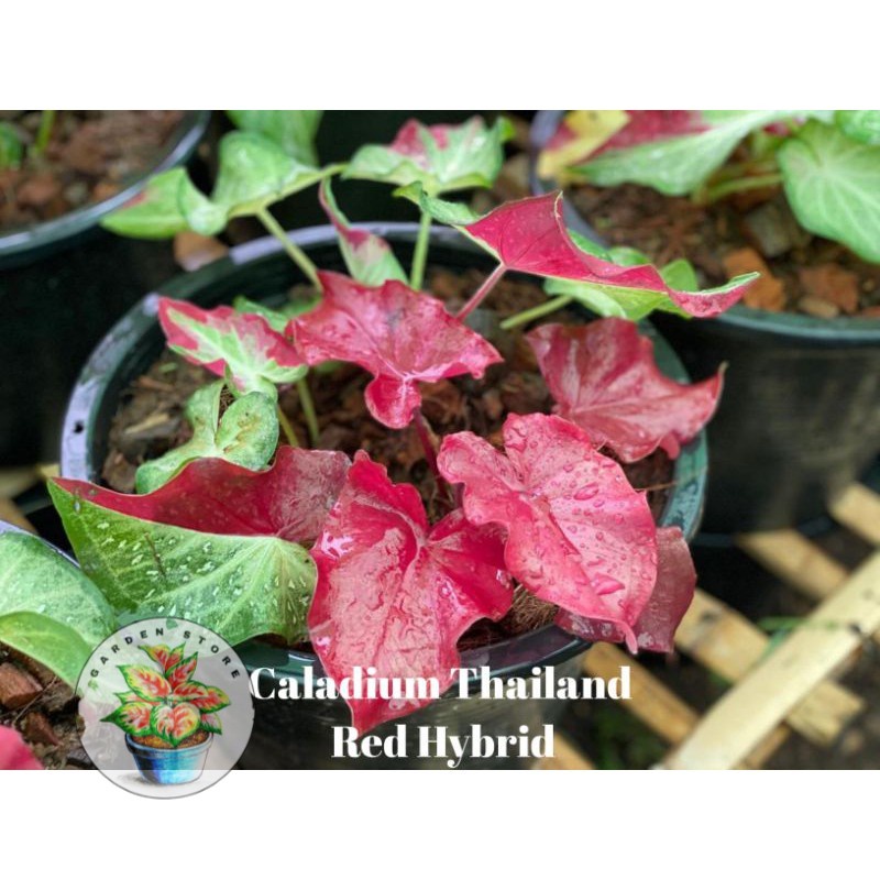 Seedling/Umbi Caladium Red Hybrid 01 - Caladium Thailand