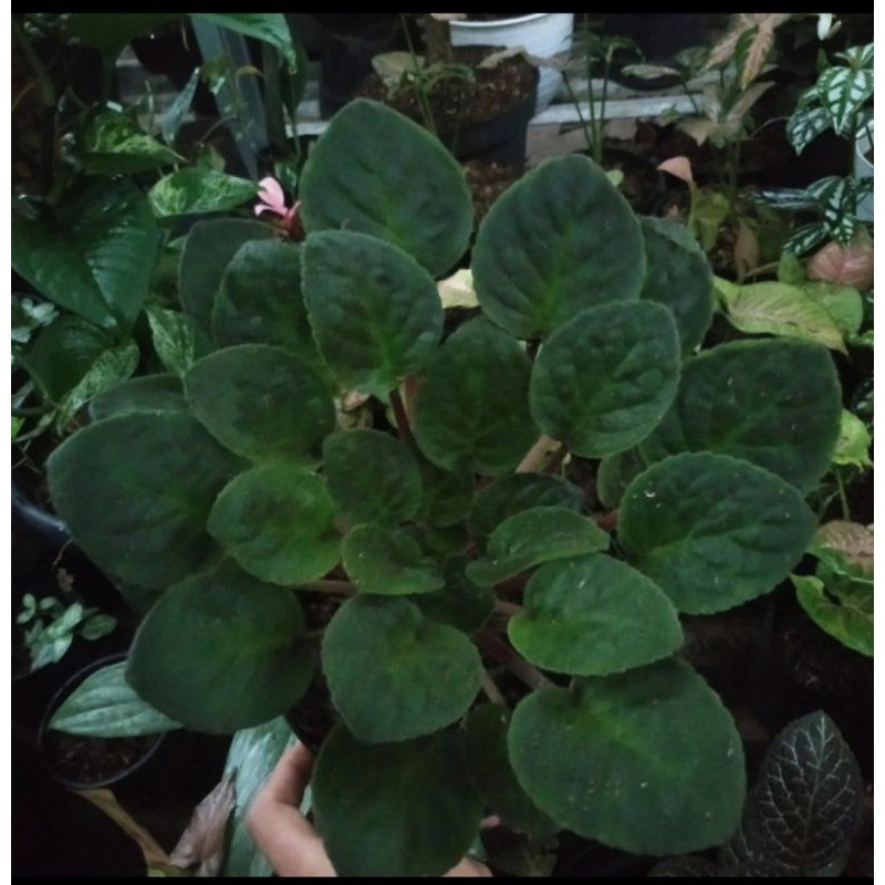 Tanaman Hias African Violet