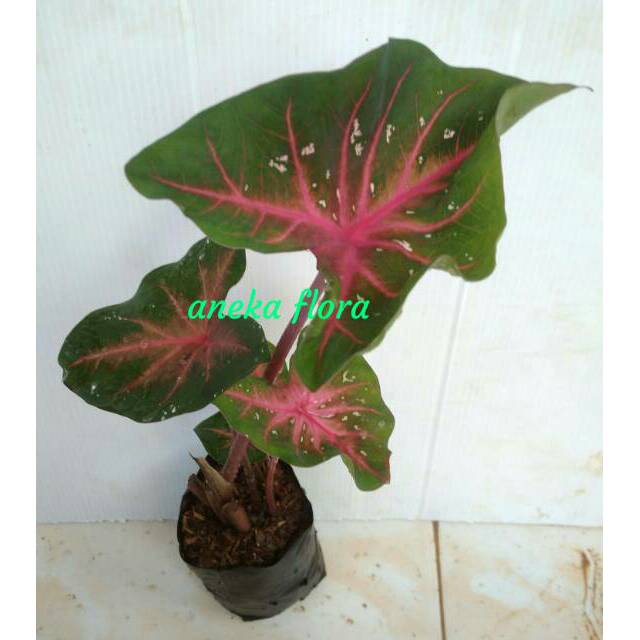 Tanaman Hias Caladium Red Spyder Keladi Lipstik Shopee Indonesia