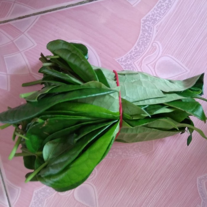 

Daun Sirih Hijau Segar