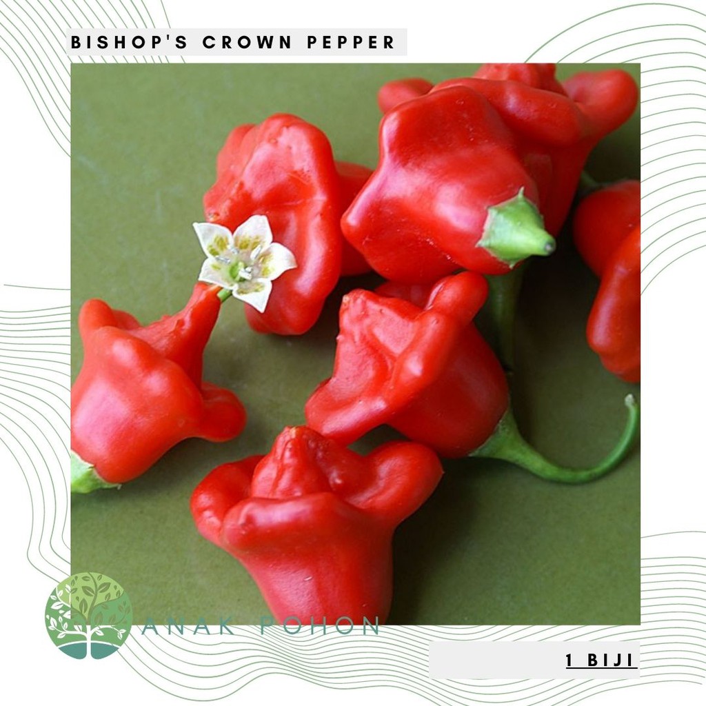 Benih Bibit Biji - Cabai Bishop's Crown Cabe Lonceng Natal Pepper Seeds