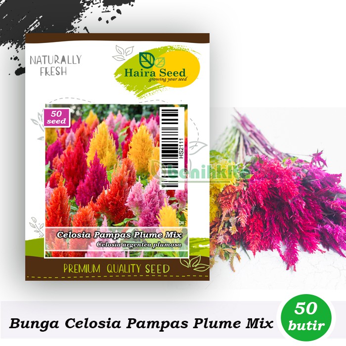 Benih-Bibit Bunga Celosia Pampas Plume Mix (Haira Seed)