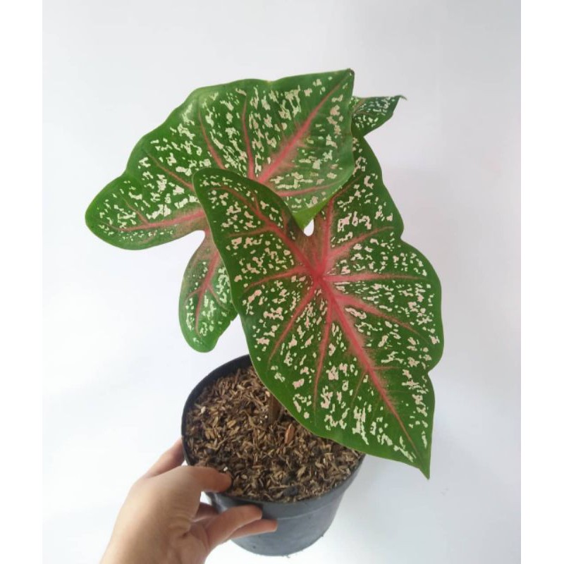 Caladium Red Star
