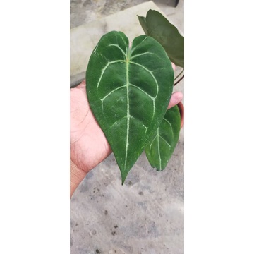 anthurium forgetti x papilaminum