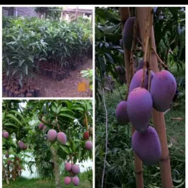 Bibit buah mangga irwin