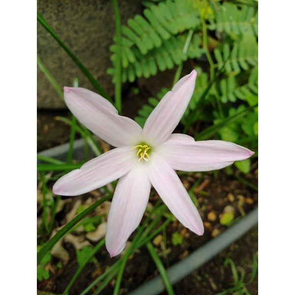 umbi bunga rain lily zephyra tes first love / rain lily first love / rain lily hibrid import