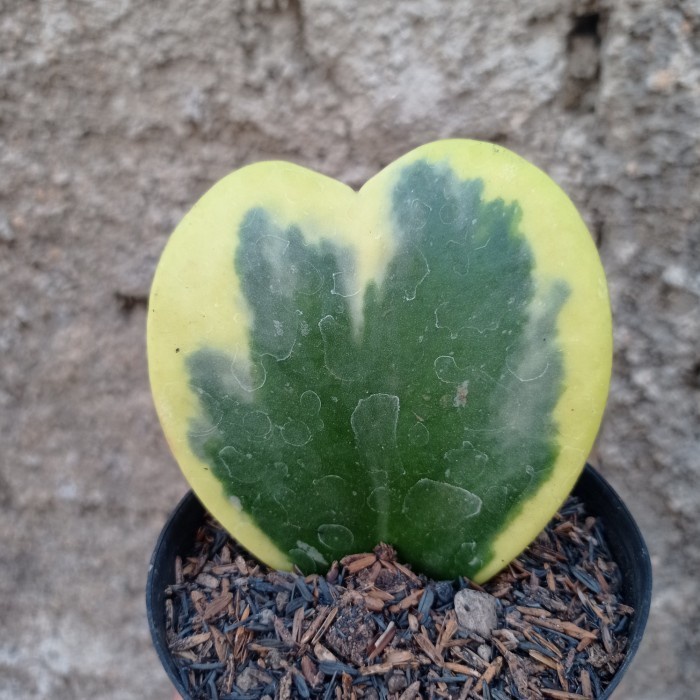 hoya kerii variegata love