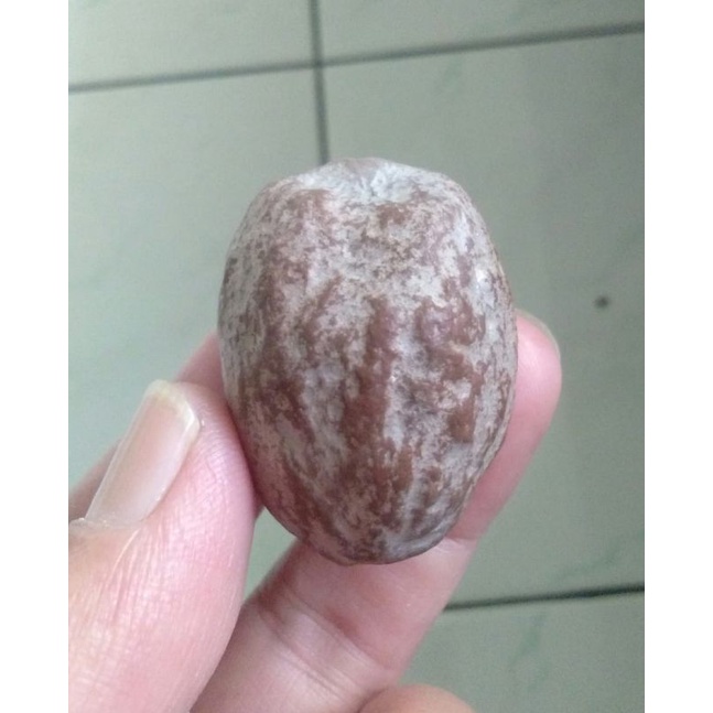 Muncang Adu 4G JR Pasangan Ngapsul