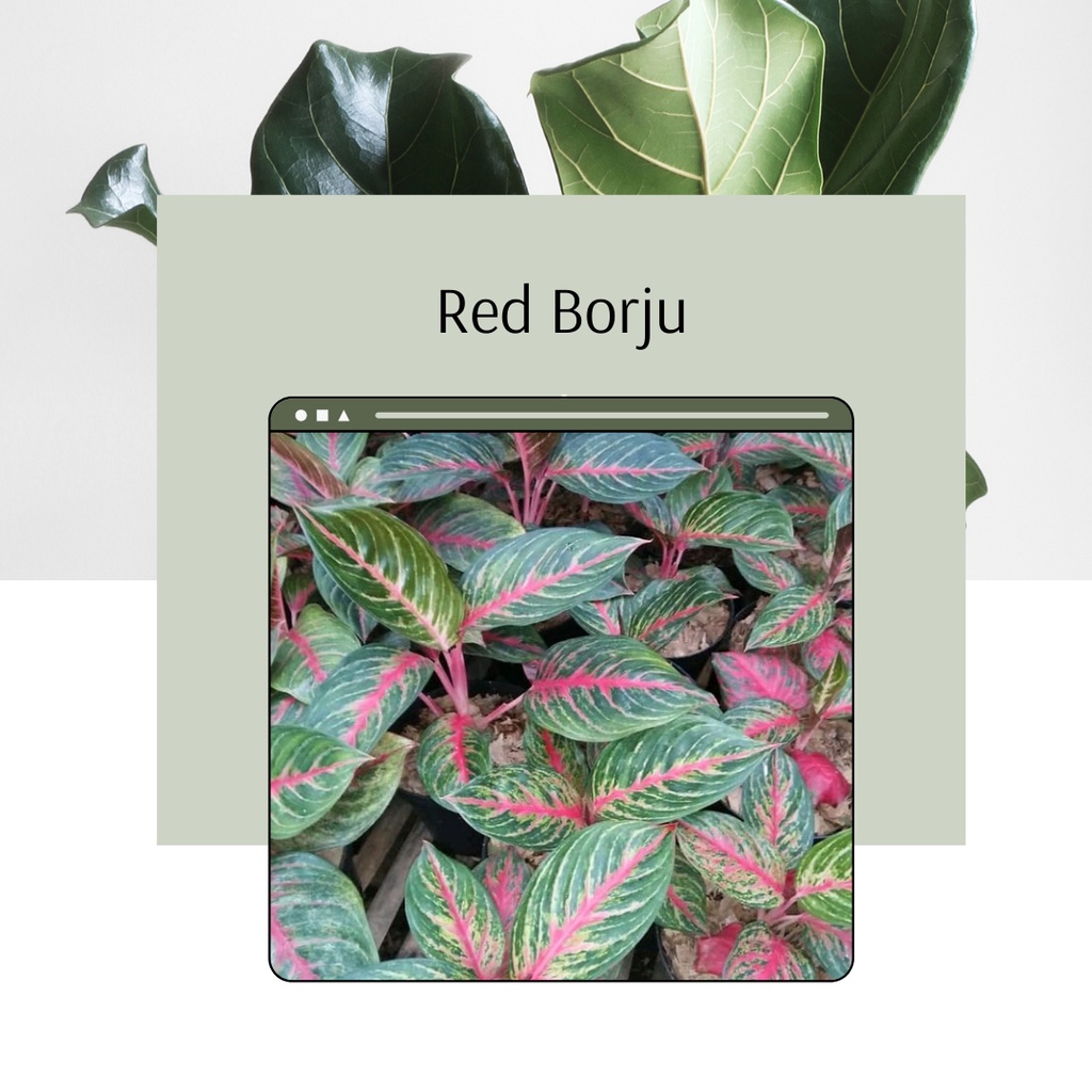 Tanaman Hias Aglonema Red Borju Anakan Remaja Dewasa Aglonema Red Borju