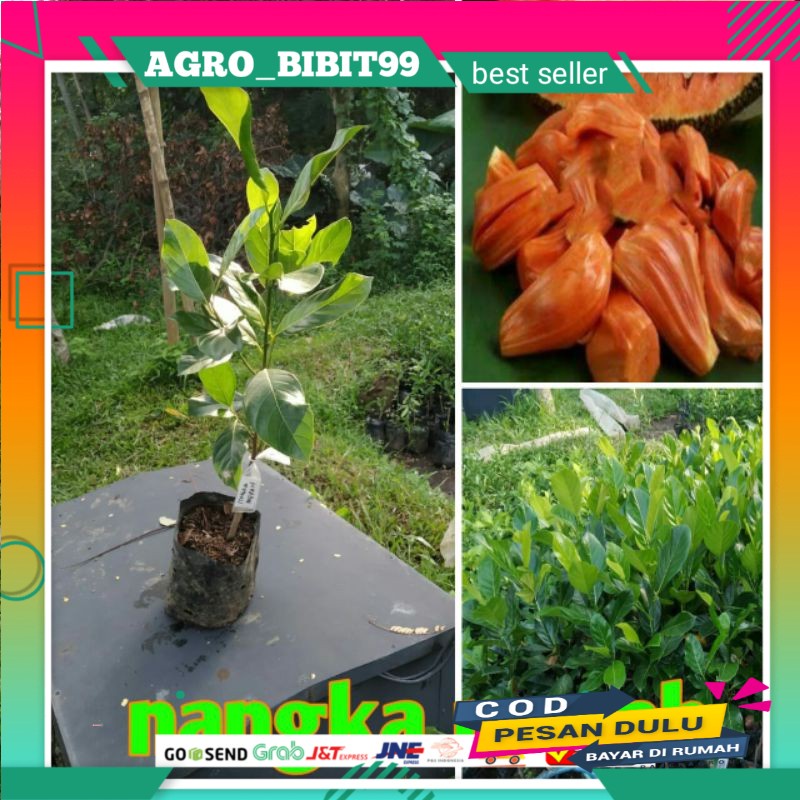 

Bibit nangka merah hasil okulasi