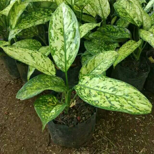 Tanaman hias aglonema ciangmai - aglaonema xiangmay Ruby kuning