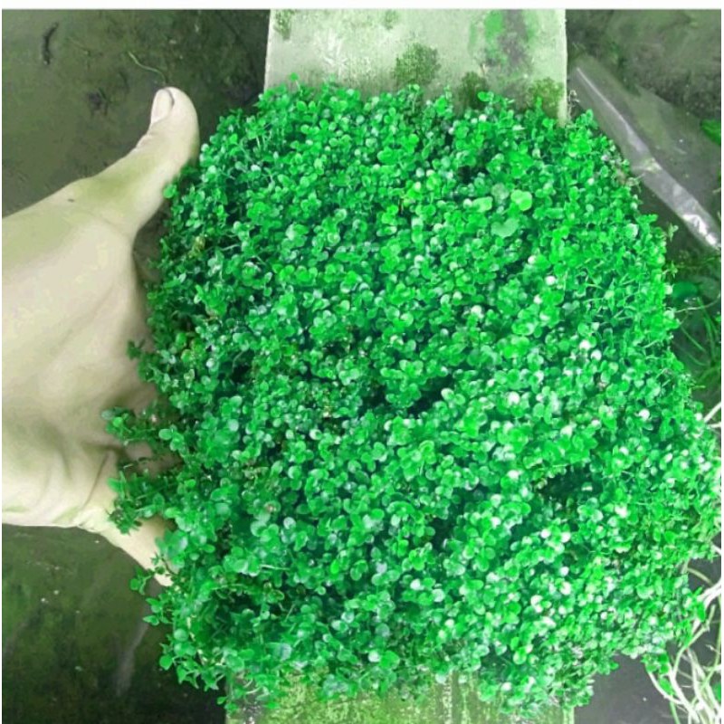 Monte Carlo paket 3 karpet tanaman dasar aquascape