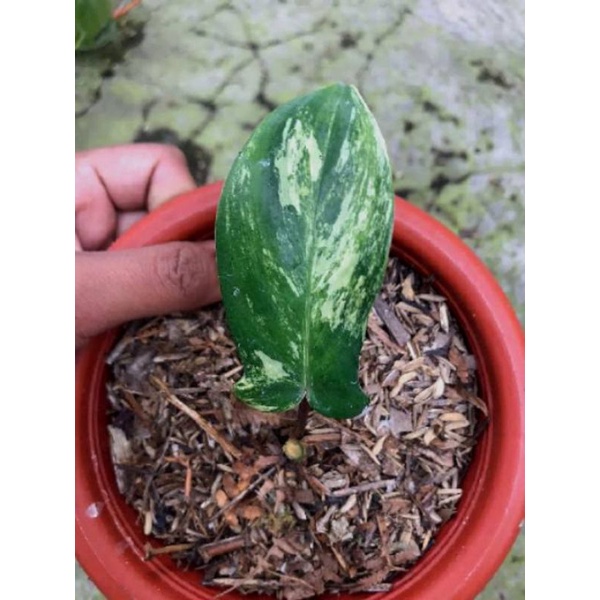 flobe ekonomis var eklusif