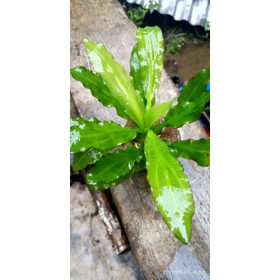 Echinodorus major martii full air tanaman aquascape