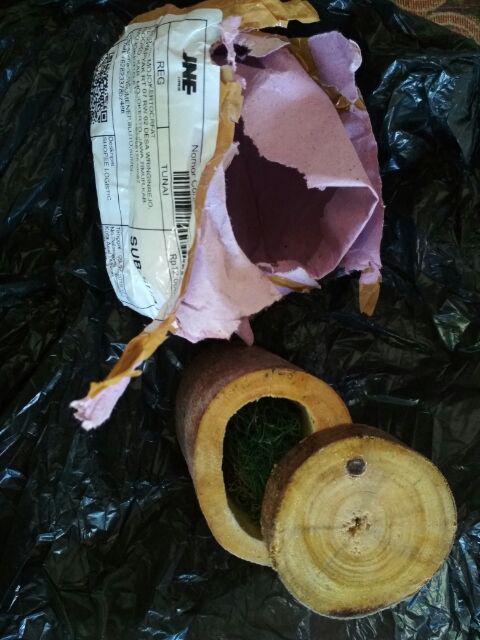 Kotak Cincin Ring Box Rustic Ranting Kayu Branch Wood