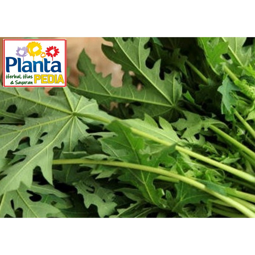 

DAUN PEPAYA SAYURAN SEGAR MAKANAN SEGAR MINUMAN DIET SEHATSUBUR RAMBUT, DIABETES, SEHAT GUSI, NAIK T