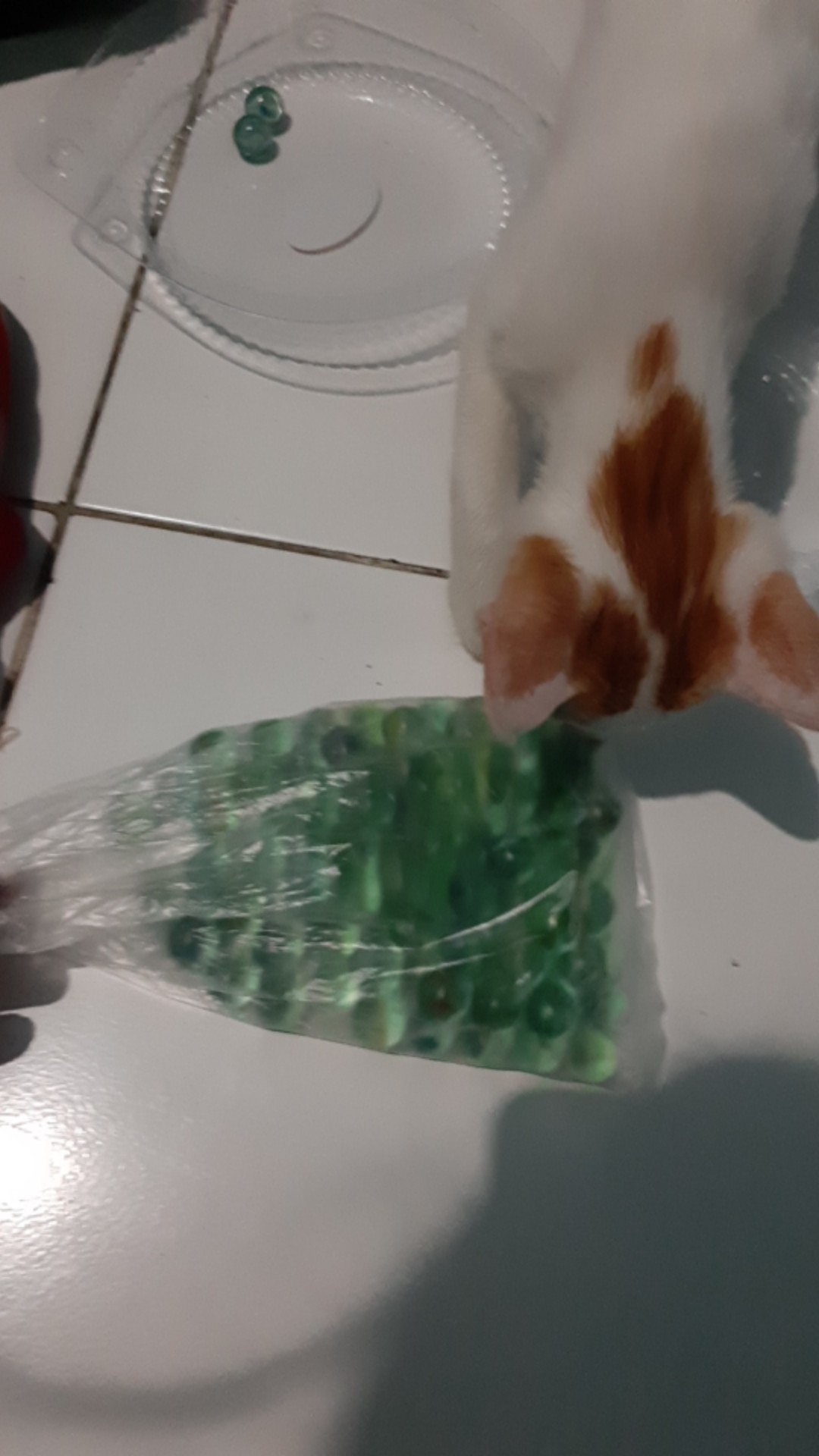  Mainan  kelereng Gundu belimbing 100pcs Shopee  Indonesia
