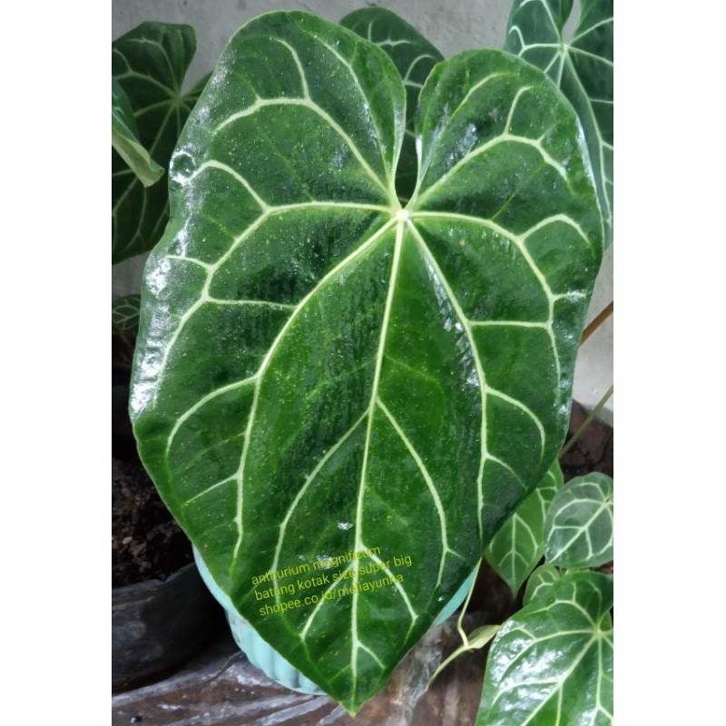 Anthurium Magnificum Indukan/Kuping Gajah Batang Kotak Indukan Size Super Big