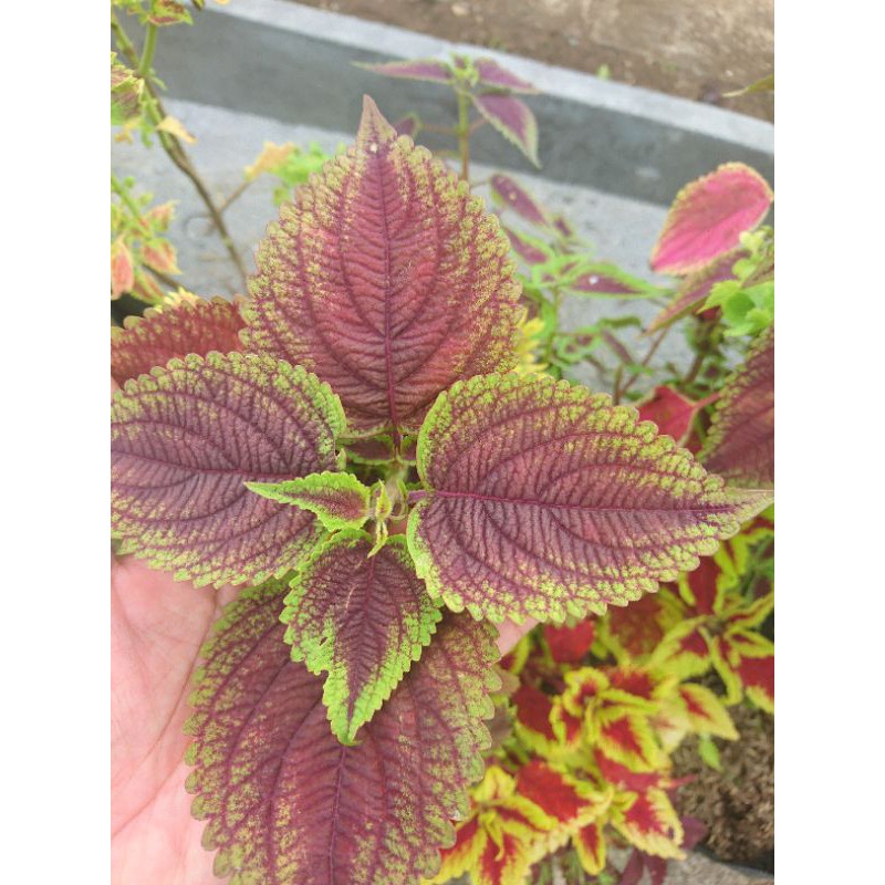 miana / tanaman hias / bunga miana