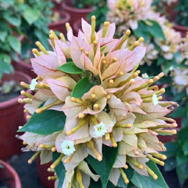 Tanaman hias bougenville singapore varigata 21 kuning/Oranye muda, batang besar(sambung pucuk)