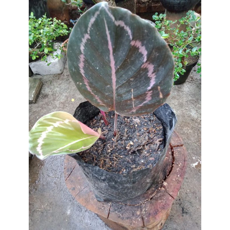 calatea black lipstick, grosir calatea,calatea murah, calatea lipstick, calatea black lipstick