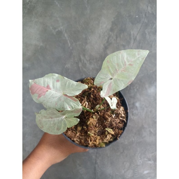 singonium milk confeti, singonium murah, singonium