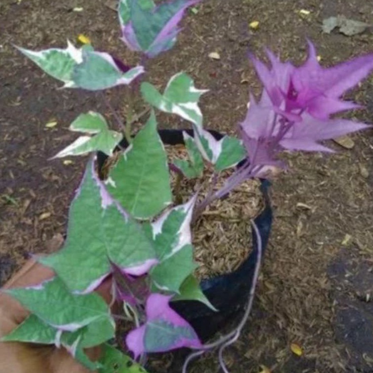 Tanaman hias daun ubi unggu-benih ubi unggu jalar sayuran