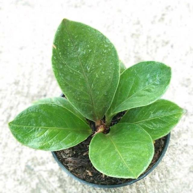 Anthurium jemani mangkok Tornado
