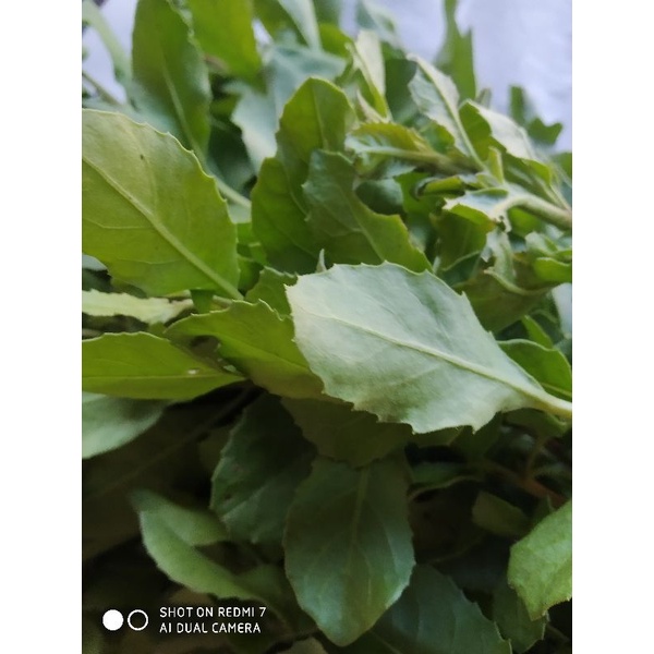 

Daun Beluntas Segar Untuk Mengatasi Perut Kembung